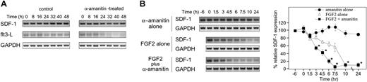 Figure 6. Effects of FGF2 on SDF-1 mRNA stability. (A) Analysis of SDF-1, Flt3-L, and GAPDH mRNA stability. S-17 cells (80%-90% confluent) were cultured in medium alone or in medium supplemented with 5 μg/mL α-amanitin for 8, 16, 24, 32, 40, or 48 hours at 37°C. Levels of specific mRNAs were measured by semiquantitative RT-PCR. Amplified products were separated on agarose gels. (B) To evaluate the effect of FGF2 on SDF-1 mRNA decay, S-17 cells were preincubated in medium alone or with FGF2 (50 ng/mL) for 6 hours, and then α-amanitin (5 μg/mL) was added to cultures. FGF2-pretreated cells were also tested without α-amanitin addition. After incubation for 1.5, 3, 4.5, 6, 7.5, 10, and 24 hours, SDF-1 and GAPDH mRNAs were measured by semiquantitative PCR. The amount of cDNA used for each amplification reaction was based on the results of PCR for GAPDH showing equivalent amounts of product amplified from all samples. PCR products of SDF-1 and GAPDH were separated on a 3% and 2% agarose gel, respectively, and visualized under a UV light (left panel; representative experiment of 3). Relative SDF-1 mRNA level (SDF-1/GAPDH) was calculated by densitometric scanning using NIH image software. Percent relative SDF-1 expression is defined as percent of the initial ratio of relative SDF-1 expression (right panel). The results reflect the means (± SD) of 3 independent experiments. The asterisk denotes statistical significance (amanitin alone vs FGF2 plus amanitin, P < .05).