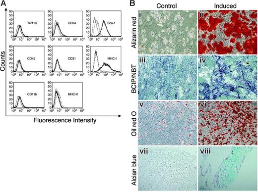 Figure 1. MSCs, free of hematopoietic cells, express Sca-1 and differentiate into osteocytes, adipocytes, and chondrocytes. MSCs were stained with antibodies against surface markers or control antibodies and subjected to flow cytometry analysis (A). Thick black lines represent specific antibody staining, thin black lines represent nonstained cells, and dashed lines represent staining with control antibody. (B) MSCs were cultured with (ii, iv, vi, and viii) or without (i, iii, v, and vii) induction media for 2 to 3 weeks to induce cell differentiation. Differentiation into osteocytes was detected by Alizarin red staining (i-ii) and by ALP activity assay (iii-iv). Adipogenesis was detected by Oil red O staining (v-vi). Differentiation into chondrocytes was detected by Alcian blue staining (vii-viii). Original magnifications: × 10 for Bi-vi; × 20 for Bvii-viii.