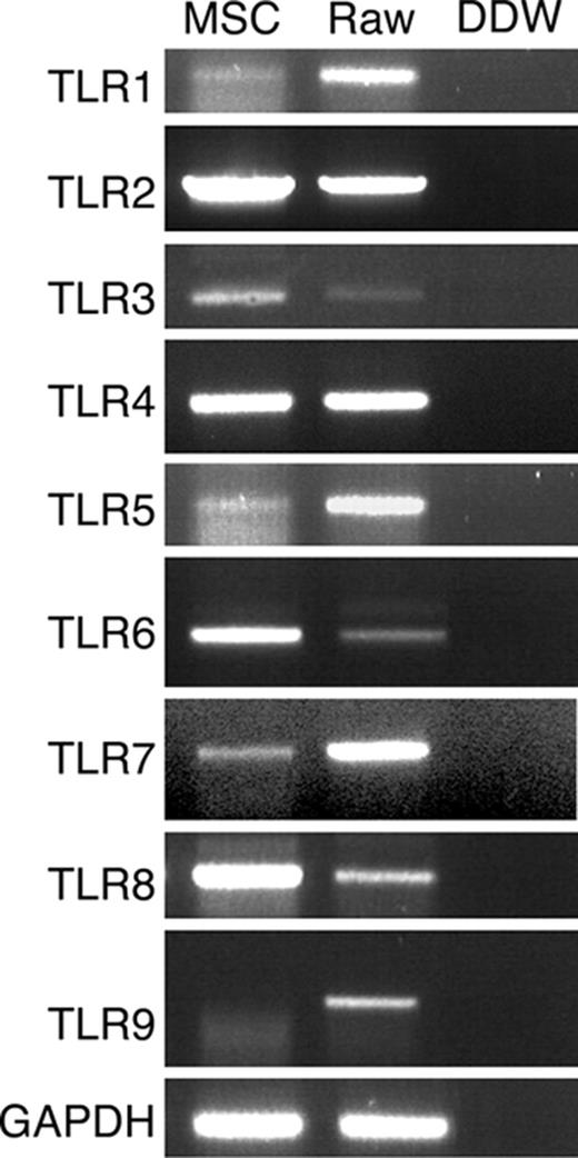 Figure 2. TLR mRNA expression by MSCs. MSC total RNA was subjected to RT-PCR and amplified with TLR-1 to TLR-9 specific primers. RAW 264.7 cell line cDNA was used as positive control for PCR amplification.