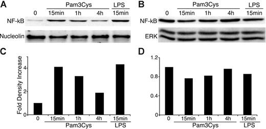 Figure 4. Pam3Cys and LPS induce NF-κB nuclear translocation in MSCs. MSCs were plated in MSC medium. When the cells reached confluence, 10 μg/mL Pam3Cys or LPS was added in 10% FCS containing DMEM. MSCs were harvested at 15 minutes, 1 hour, or 4 hours, and nuclear and cytpalsmic proteins were extracted. The nuclear (A,C) and cytoplasmic (B,D) extracts were quantified, run on SDS-PAGE gel, and blotted with anti–NF-κB p65, antinucleolin, or anti–total ERK antibodies. The autoradiographs were quantified by densitometry (C-D).