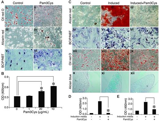 Figure 6. Pam3Cys modulates MSC differentation. (A) Pam3Cys inhibits spontaneous adipogenesis, induces calcium deposition, and increases ALP activity in noninduced MSCs. MSCs were plated in MSC medium. Later (48 hours), the medium was replaced with DMEM containing 10% FCS with 20 μg/mL (Aii), 10 μg/mL (Aiv), and 5 μg/mL (Avi) or without (Ai,iii,v) Pam3Cys. Later (2 to 3 weeks), the cells were stained with Oil red O (Ai-ii), Alizarin red (Aiii-iv), or ALP substrate (Av-vi) to examine possible spontaneous differentiation. Original magnifications: × 10 for all micrographs. Alizarin red stain from experiment shown in panels Aii and Aiii was extracted from the cell culture and quantified by light absorbance in 405 nm (B). Pam3Cys reduces MSC-induced differentation into adipogenic, osteogenic, and chondrogenic pathways. MSCs were induced to differentiate into osteocytes (Cii-iii, v-vi), adipocytes (Cviii-ix), or chondrocytes (Cxi-xii) with 5 μg/mL (Ciii, vi, xii) and 10 μg/mL (Aviii) or without (Cii, v, viii, and xi) Pam3Cys. After 1 week (adipogenic differentiation) or 3 weeks (osteogenic and chondrogenic differentiation), cell cultures were fixed and stained with Alizarin red (Ci-iii), ALP substrate (Civ-vi), Oil red O (Cvii-ix) or Alcian blue (Cx-xii). Original magnifications: × 10 (Ci-ix); × 20 (Cx-xii). MSCs incubated with osteogenic induction media with or without 1 μg/mL Pam3Cys for 3 weeks were stained with Alizarin red, which was then extracted and measured for light absorbance at 405 nm (D). MSCs incubated with adipogenic induction media with or without 10 μg/mL Pam3Cys for 1 week were fixed and stained with Oil red O, which was then extracted and measured for light absorbance at 492 nm (E). The results represent the means ± SE of duplicate wells. *P < .04, Pam3Cys versus untreated control by the 2-tailed Welch t test.