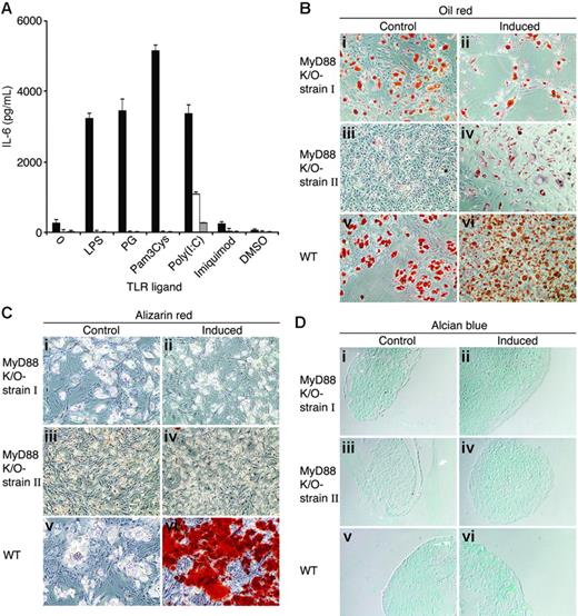 Figure 7. MyD88-deficient MSCs secrete IL-6 in response to poly(I:C) and differentiate into adipocytes but lack osteogenic and chondrogenic capacities. (A) Wild-type (▪) and 2 independent strains of MyD88-deficient MSCs (□, ⊡) were plated in MSC medium. Two days later, MSCs were treated with 20 μg/mL of TLR ligands. Conditioned media were collected from the cultures after 24 hours and assayed by ELISA for the presence of IL-6. The results represent the means ± SE of triplicate wells. Wild-type and 2 different batches of MyD88-deficient MSCs were induced to differentiate into adipocytes (Bii,iv,vi), osteocytes (Cii,iv,vi), and chondrocytes (Dii,iv,vi). After 3 weeks, cell cultures were fixed and stained with Oil red O (Bi-vi), Alizarin red (Ci-vi), and Alcian blue (Di-vi). Original magnifications: × 10 (B-C); × 20 (D).