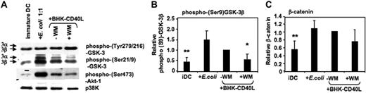 Figure 3. GSK-3 is inhibited during DC activation. MoDCs were prepared as in Figure 2. Cells were either continued in GM-CSF and IL-4 (iDC), or activated with E coli (1:1) or a baby hamster kidney cell line transfected with CD40L (BHK-CD40L, in a 20:1 ratio of DCs to BHK cells) in presence or absence of wortmannin (WM; 100 ng/mL). Cells were harvested and resuspended in lysis buffer 2 hours following activation. (A) Ser21/9 and Tyr279/216 phosphorylation of GSK-3 and Ser473 phosphorylation of Akt-1 were analyzed by Western blot. p38K analysis acts as protein loading control. One representative of 4 experiments is shown. (B) Strength of Ser9 phosphorylation of GSK-3β and (C) intracellular β-catenin expression were assessed by quantitative immunoblotting. Shown are the means ± SD; n = 4.