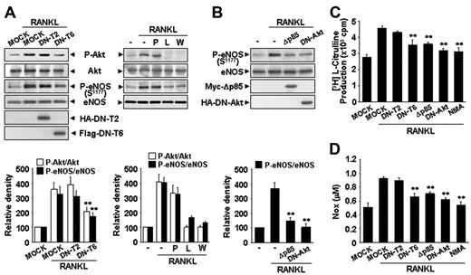 Figure 4. RANKL induces eNOS activation and NO production via a TRAF6/PI3K/Akt signaling pathway. (A) HUVECs were stably transfected with a HA-tagged DN-T2 and a Flag-tagged DN-T6 using retroviral system (left). HUVECs were preincubated for 30 minutes with or without 5 μM PP1, 100 nM Wortmannin, or 1 mM NMA prior to stimulation with RANKL (5 μg/mL) for 20 minutes (right). (B) HUVECs were transiently transfected with a HA-tagged DN-Akt or a Myc-tagged Δp85. (A-B) The levels of eNOS protein and the phosphorylation of Akt and eNOS by RANKL were determined by Western blotting (top). Blots are representative of 3 independent experiments. Densitometric analyses are presented as the relative ratio of P-Akt to Akt and P-eNOS to eNOS (bottom). (C-D) eNOS activity and NO production were measured as described in Figure 3A-B. Three independent experiments were performed in duplicate. Data are means ± SDs; * *P < .01 versus RANKL alone.