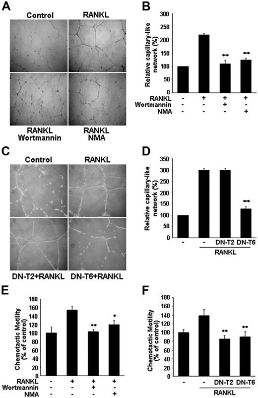 Figure 5. Involvement of PI3K/Akt-dependent NO production in RANKL-induced migration and capillary-like network by ECs. (A,E) HUVECs were preincubated for 30 minutes with or without 100 nM Wortmannin or 1 mM NMA prior to stimulation with RANKL (5 μg/mL). (C, F) HUVECs were stably transfected with DN-T2 and DN-T6 using retroviral system. (A,C) Cells were plated on Matrigel-coated plates at a density of 2 × 105 cells/well and incubated with 5 μg/mL RANKL. Microphotographs were taken after 20 hours (× 200). (B,D), Capillary-like networks were quantified with Image-Pro Plus software. (E-F) After 4 hours of incubation, chemotaxis was quantified with an optical microscopy. Three independent experiments were performed in duplicate. Data are means ± SDs; *P < .05; * *P < .01 versus RANKL alone.