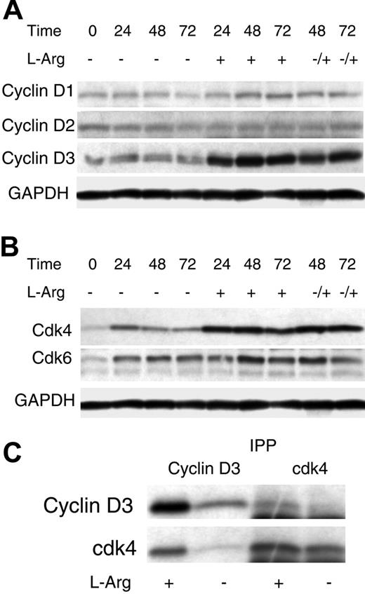 Figure 3. Impaired expression of cyclin D3 and cdk4 in stimulated T cells cultured in the absence of l-Arg. (A-B) Whole-cell lysates were obtained from 3 × 106 activated T cells cultured in the presence or the absence of l-Arg for various lengths of time (hours) or from activated T cells cultured in the absence of l-Arg for 24 hours and then replenished with l-Arg at 48 or 72 hours. The expression of cyclin and cdks was tested by Western blotting. (C) Lysates from stimulated T cells cultured for 24 hours were prepared and 100 μg was immunoprecipitated with agarose-conjugated anti–cyclin D3 and anti-cdk4. Immunoprecipitates were then tested for cyclin D3 and cdk4 expression by Western blotting.