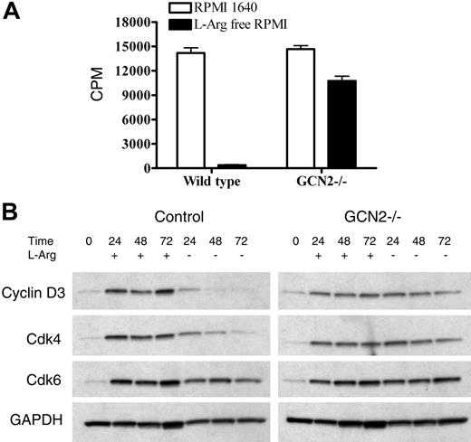 Figure 7. T cells from GCN2 KO mice proliferate in the absence of l-Arg. (A) T cells (2 × 105) were activated with bound anti-CD3 plus anti-CD28, and thymidine incorporation was tested after 48 hours (cpm ± SD). (B) Kinetics of expression of cyclin D3 and cdk4 in activated T cells (4 × 106) from GCN2 knock-out mice and congeneic wild-type mice.