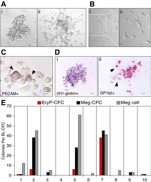 Figure 1. Megakaryocyte potential is derived from hemangioblast precursors. (A) Hemangioblast-derived colony from E7.5 mouse embryo (i). Adherent and nonadherent cells from a hemangioblast-derived colony after 3 days in liquid expansion media (ii). (B) Proplatelet formation of cells differentiated from a hemangioblast-derived colony after 3 days in liquid media (i-ii). (C) PECAM-positive cells (arrowheads) in the adherent cell population after 10 days in liquid expansion media. (D) Primitive erythroid and megakaryocyte colony formation from expanded, nonadherent cells placed into progenitor assays. An EryP-CFC–derived colony contains cells positive for βH1-globin (i) and a Meg-CFC–derived colony contains cells and proplatelet extensions (arrowheads) positive for GP1bβ (ii). (E) Hematopoietic potential of 10 individual hemangioblast colonies expanded in liquid culture. The number of EryP-CFCs, Meg-CFCs, and megakaryocyte cells (meg cells) is shown. Scale bars represent 10 μm.