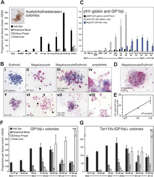 Figure 2. Meg-CFCs and 2 novel bipotential MEPs emerge during embryonic hematopoiesis. (A) Number (+SEM) of acetylcholinesterase-positive (megakaryocyte) colonies grown from individual embryonic tissues by stage. The inset (i) shows an acetylcholinesterase-positive colony. (B) Immunohistochemical staining of erythroid and megakaryocyte progenitor–derived colonies. (Top) Primitive erythroid (i), megakaryocyte (ii), and bipotential primitive MEP (iii) colonies from neural plate–stage cultures stained with primitive erythroid-specific βH1-globin (blue) and megakaryocyte-specific GP1bβ (pink) antibodies. (Bottom) Erythroid (v), megakaryocyte (vi), and bipotential definitive MEP (vii) colonies from E9.5 to E10.5 yolk sac stained with panerythroid Ter119 (blue) and with GP1bβ (pink) antibodies. Boxed areas in panels iii and vii highlight proplatelet formation at 100 × shown in panels iv and viii, respectively. Arrowheads indicate proplatelet formation in panels ii and vi. Scale bars represent 10 μm. (C) Average number (+SEM) of primitive erythroid, megakaryocyte, and bipotential primitive MEP colonies from plated whole embryos (PS-LNP) and yolk sac (HF-46 sp) as determined by immunohistochemistry. (D) Primitive MEP–derived colony derived from a neural plate–staged embryo contains cells positive for βH1-globin and CD41. (E) Number (+SEM) of βH1-globin/GP1bβ-double positive colonies from a dilution series of 4 to 5 sp yolk sacs, in triplicate. (F) Spatial and temporal distribution of Meg-CFCs as determined by GP1bβ-stained colonies per tissue. (G) Spatial and temporal distribution of definitive MEPs, as determined by Ter119/GP1bβ double-positive colonies per tissue. sp indicates somite pair; PS, preprimitive streak; MS, mid primitive streak; LS, late primitive streak; ENP, early neural plate; MNP, mid neural plate; LNP, late neural plate; HF, head fold; and LHF, late head fold. Approximate embryonic day (E) is provided below the developmental stages.