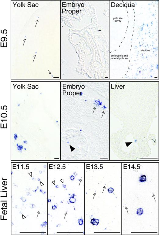 Figure 4. Localization of megakaryocytes (GP1bβ-positive cells) in mouse embryos. Individual megakaryocytes were first identified in the yolk sac of E9.5 conceptuses (arrows, top row, left panel). No GP1bβ-positive cells were detected in the E9.5 embryo proper (top row, middle panel). Maternally derived GP1bβ-positive platelets were detected in the surrounding E9.5 decidua (top, right panel). At E10.5 (middle row), clusters of GP1bβ-positive cells were evident in the yolk sac and intraembryonic megakaryocytes were seen in the circulation (arrowhead), associated with the wall of the aorta (arrows), and in the fetal liver (arrowhead). GP1bβ antibodies label both small (open arrowhead) and large cells in the E11.5 to E12.5 fetal liver, and predominantly large cells in the E13.5 to E14.5 fetal liver (lower row). Platelets are seen in E11.5 to 14.5 livers (arrows). Scale bars represent 50 μm.