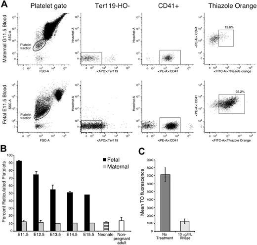 Figure 6. Fetal platelets are highly reticulated. (A) Flow cytometric analysis of adult and fetal blood. Platelet fractions were identified by forward and side scatter parameters (left panels), lack of Ter119 and Hoechst staining (middle panels), and CD41 staining (right panels). Thiazole orange–positive platelets were gated as described in “Materials and methods.” (B) The mean percentage (+SEM) of reticulated platelets in E11.5 to E15.5 fetuses (▪), in maternal blood (⊡), in neonates (), and in nonpregnant adult mice (□). Fetal blood samples were analyzed from 3 littermates (E11.5, E14.5, and neonate), 3 fetuses from 3 separate experiments (E12.5), 4 embryos from 2 separate experiments (E13.5), or taken from a single fetus (E15.5). Adult blood was analyzed from a single sample at gestational days 13.5 to 15.5, in triplicate at gestational days 11.5 to 12.5, and from 5 independent nonpregnant adult samples. (C) Mean fluorescence (± SEM) of thiazole orange in untreated platelets and platelets treated with 10 μg/mL RNase A.