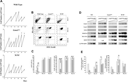 Figure 2. Gata1low BMMCs are characterized by high proliferation rates and generate mast cell precursors as early as day 7, but the cells remain partially immature up to day 26. (A) BMMCs from Gata1low mice generate more cells and for longer time than BMMCs from wild-type littermates and W/Wv mice. Time-course analysis of BMMCs seeded with marrow cells from wild-type, Gata1low, and W/Wv mice are presented in the top, middle, and bottom panel, as indicated. The dotted lines indicate the regular demipopulation necessary to feed the cultures. Results are presented as mean (± SD) of at least 6 independent cultures per experimental animal. Asterisk indicates values statistically different (P < .001) between BMMCs seeded with Gata1low and wild-type, or W/Wv cells. (B) Representative flow cytometric analysis for c-Kit and FcϵRI expression of cells obtained in BMMCs seeded with marrow from wild-type, Gata1low, and W/Wv mice, as indicated. Cells were analyzed either at day 7, 21, or 26 of culture. Negative controls were represented by cells labeled with irrelevant antibodies and are not presented for convenience. Similar results were obtained in at least 3 independent experiments per group of mice (see panel C). (C) Frequency of c-Kithigh (on the left) and FcϵRI+ (as percent of c-Kithigh, on the right) cells in BMMCs seeded with bone marrow from wild-type (large hatched bars), Gata1low (⊡), and W/Wv (tight hatched bars) mice. Cells were analyzed either at day 7, 21, or 26 of culture, as indicated on the x-axes. Results are presented as the mean (± SD) of at least 3 independent experiments per group of mice. Values observed in Gata1low BMMCs and statistically different from those obtained in the corresponding cultures with wild-type and W/Wv cells are indicated with a single asterisk (P < .05) and double asterisks (P < .01), respectively. (D). Semiquantitative RT-PCR analysis for the expression of mast cell specific genes (MMCP-6, MC-CPA, and MITF) as well as of Gata1, Gata2, and NFE2 in cells obtained after 26 days in BMMCs seeded with marrow from wild-type, Gata1low, or W/Wv mice, as indicated. The Gata1low c-Kithigh cells were divided into immature (FcϵRI−) and mature (FcϵRI+) cells by sorting (> 95% purity on reanalysis, not shown). c-KithighFcϵRI− cells from wild-type and W/Wv BMMCs could not be isolated because of their infrequency. The triangle on top of the panels indicates increasing numbers of cycles. Similar results were observed in 2 additional experiments per experimental group; n.d. indicates not done. (E) Time-course analysis of serotonin uptake (on the top) and release (on the bottom) by cells obtained in BMMCs from wild-type (large hatched bars), Gata1low (⊡), and W/Wv (tight hatched bars) mice. Cells were analyzed either at 7, 21, or 26 days of culture, as indicated on the x-axes. Levels of serotonin are expressed as cpm/105 cells. The total serotonin incorporated was measured by lysing BMMCs in Triton. Serotonin release was induced by IgE-αIgE stimulation. Positive and negative controls were represented by cells stimulated with IgE alone, medium + αIgE; medium + HSA + DNP and ionomycin and are not shown for clarity. Results are presented as the mean (± SD) of at least 3 separate experiments, per group of mice, performed in duplicate. Values observed in Gata1low BMMCs and statistically different from those obtained in the corresponding cultures with wild-type and W/Wv cells are indicated with a single asterisk (P < .05) and double asterisks (P < .01), respectively.
