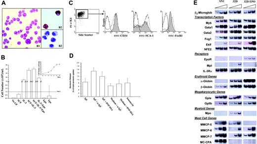 Figure 3. Gata1low BMMCs generate with high efficiency trilineage growth factor-dependent cell lines. (A) SN1, a representative clonal cell line obtained in BMMCs seeded with marrow cells from Gata1low mice, expresses morphologic markers of the mastocytic (Alcian blue) and megakaryocytic (acetylcholine esterase A) lineage. The procedure to isolate the SN1 cell line is described in “Results.” By May-Grünwald-Giemsa (B1) staining, SN1 cells were large and contained several cytoplasmic granules, that reacted with acetylcholine esterase A (B2) or Alcian blue (B3). Original magnification, × 64. Images were obtained with a Leica DMLS2 microscope equipped with an N PLAN 10×/2.1 objective lens at 10×/0.05 magnification (Leica, Solms, Germany). Photographs were taken with a Leica DFC 280 digital camera, and were acquired with Leica IM50 4.0 software. Subsequent image processing was performed with Adobe Photoshop 6.0 software (Adobe Systems, San Jose, CA). (B) The SN1 cells are growth factor dependent and require, for optimal growth, SCF and IL-3. Growth factor requirement was measured by counting the number of cells present after 5 days in cultures supplemented with the growth factors indicated on the abscises. The detailed growth curve of cells in cultures stimulated with SCF and IL-3 is presented in the insert. Results are presented as mean (± SD) cell numbers observed in at least 3 independent experiments. (C) Antigenic profiling of SN1 cells. The different panels present, in the order, dot plot analysis for side-scatter, c-Kit expression and gate used to analyze, in the following histograms, the expression of CD34, SCA-1, and FcϵRI, as indicated. In these histograms, the gray area corresponds to SN1 cells labeled with the antibody indicated on the abscissa, the dotted lines present the profile of serosal Gata1low mast cells labeled with the same antibody (positive control), and the straight lines correspond to SN1 cells labeled with an irrelevant antibody (negative control). (D) Levels of serotonin (as percent of total serotonin uptake) released on IgE + αIgE stimulation by SN1 cells. Positive and negative controls were represented by cells stimulated with IgE alone, medium + αIgE; medium + HSA + DNP and ionomycin, as indicated. The levels of total serotonin that had been incorporated by the cells was measured by Triton lysis. Although low, the levels of serotonin released on αIgE-IgE stimulation are statistically (P < .05) different from those released on stimulation with IgE alone. Results are presented as the mean (± SD) of at least 3 separate experiments performed in triplicate. (E) Expression profiling of SN1 cells by semiquantitative RT-PCR. The gene analyzed in each reaction is indicated on the right. The triangle on the top of the panels indicates increasing numbers of cycles. The levels of expression are compared to those measured in parallel experiments using, as template, cDNA from a mastocytic (32D)35 and an erythroid (32D EPO) cell line.36 Similar results were observed with 3 additional clonal cell lines obtained from Gata1low BMMCs (not shown).