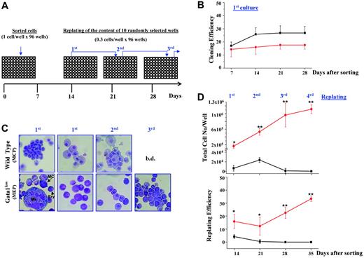Figure 5. Single MEPs isolated from Gata1low mice generate with high frequency cells with extensive proliferation capacity under BMMC conditions. (A) Experimental design used to measure the differentiation and proliferation potential of single Gata1low MEPs. MEPs isolated from the marrow of Gata1low mice were diluted at a concentration of 3 cells/mL, and 100 μL of this solution cultured in each well of a 96-multiwell plate (Table S4). At this cell concentration, 30% of the wells will contain, on average, one cell and the probability that one of them will contain 2 cells is less than 9%. Seven days later, the wells were scored for sign of proliferation. Number and morphology of the cells present in 10 randomly selected wells were analyzed. Fourteen days later, the cells contained in 10 additional randomly selected wells, were harvested, counted, and cloned under limiting conditions in secondary single-cell cultures. This procedure was repeated again after 21 (tertiary cultures) and 28 (quaternary cultures) days, as indicated. MCPs purified from wild-type mice were processed in parallel, as control. (B) Cloning efficiency over time (ie, number of wells in which cell growth was detected) observed in primary cultures seeded with single wild-type MCPs (▪) and Gata1low MEP (•). Results are presented as mean (± SD) of those obtained in 4 independent experiments per animal group (see also Table S4). (C) May-Grünwald staining of the progeny observed over time in cultures of a representative wild-type MCP and a representative Gata1low MEP, as indicated. At day 7, the progeny of wild-type MCP have an homogeneous mastocytic morphology, whereas megakaryocytes (Mk), erythroblasts (Ery), and mast cells (MC) are present among the progeny of Gata1low MEPs. From 14 days on, only cells with mast cell morphology were detectable in the cultures. The results are representative of those obtained with at least 10 individual wells per experimental point; b.d. = below detectable levels. Original magnification, × 40. Images were obtained using a Zeiss Axiostat Plus microscope equipped with a Zeiss CP-ACHORMAT 40×/0.65 objective lens (Zeiss, Arese, Italy). Photographs were taken with an Olympus Camedia c-5060 digital camera and were acquired with Camedia Master 4.1 software (Opera Zerbo, Milan, Italy). Subsequent image processing was performed with Adobe Photoshop 6.0 software. (D) Total cell number per well and replating efficiency (ie, number of single cells that proliferated in following passages) in single-cell cultures of the progeny of wild-type MCPs (▪) and Gata1low MEPs (•). Results are presented as mean (± SD) of those obtained in 3 independent experiments per animal group. Values statistically different (*P < .01, **P < .001) between cultures of wild-type and Gata1low cells (see also Table S4).