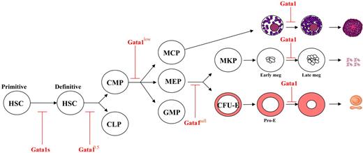 Figure 7. A unifying model for the effects of different Gata1 mutations in hematopoiesis. All of the different Gata1 mutations described up to now affect the end stage of erythroid, megakaryocytic, and mast cell differentiation.1,56 Several Gata1 mutations also affect the biology of stem/progenitor cells. The Gata1s mutation increases the proliferation potential of fetal progenitor cells.57 We propose that the Gata10.5 mutation, being associated with myeloid and B-lymphoid leukemia,58 may act at the restriction point between hematopoietic stem cells (HSCs) and CMPs and common lymphoid progenitors (CLPs). The Gata1low mutation affects cells at the restriction point between CMPs and MEPs and MCPs (this report). On the other hand, the Gata1null mutation is associated with development of thrombopoietin-dependent cell lines and has been suggested to affect the restriction point between MEPs and CFU-MKday3 and CFU-E.59 Modified from Stachura et al59 with permission.