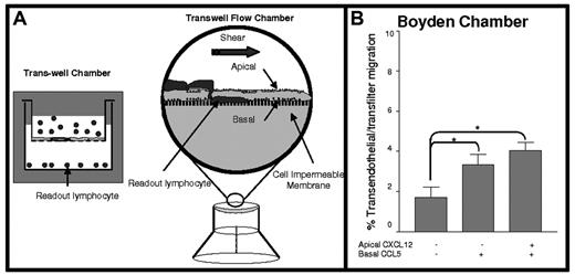 Figure 1. Schematic presentation of modified transwell chamber assay system for monitoring lymphocyte TEM under flow. (A, left) Classical Boyden assay setup (Trans-well Chamber) wherein lymphocyte chemotaxis across endothelial barrier (or filter) toward a chemoattractant in the lower chamber is quantified (lymphocyte readout). (A, right) Modified transwell chamber wherein lymphocytes are perfused over an endothelial monolayer with or without apical chemokines, with additional chemoattractant(s) introduced beneath the endothelium (basal presentation). TEM is measured in real time by video microscopy under fluid shear conditions (TEM is quantified as lymphocytes collecting underneath the endothelium). (B) T-cell chemotaxis across TNF-α–activated HUVECs toward 100 ng/mL CCL5 introduced in the lower chamber under static conditions. Apical CXCL12 (10 ng/mL) was overlaid for 5 minutes and then was washed before lymphocyte placement. Data are mean ± SEM from 3 independent experiments. *P < .05.