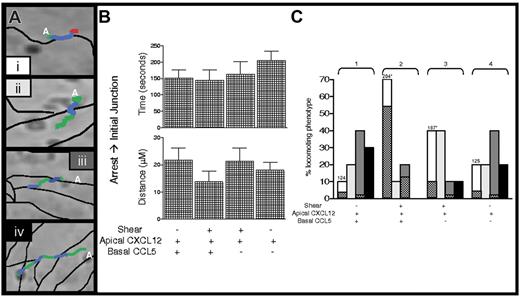Figure 3. Dynamics of T-cell locomotion toward, within, and through endothelial junctions. (A) Four categories of T-cell locomotion patterns are characterized from initial transient arrest sites (letter A) over the apical endothelial surface and junctions (thin black lines). (i) Representative T cell locomotes toward the first junction (green line denotes T-cell trajectories, as analyzed by digital imaging; see “Materials and methods”) and within that junction (blue line) before TEM (red line). (ii, iv) Representative T cells locomote toward the first junction (green line), cross them (blue line), and continue to locomote beyond the first (ii) and the second (iv) junctions (green lines). (iii) Representative T cell locomotes through the first junction (green, blue, green) and is retained within the second junction (blue). (B) T cells analyzed in Figure 2A-B for experiments using 10 ng/mL apical CXCL12, basal CCL5 (as indicated), or both, were tracked and categorized as in panel A. Times and distances from the site of initial transient arrest to the first junction (green lines) were calculated and are displayed. Error bars represent SEM. (C) All T cells analyzed in panel B were tracked and monitored by time and distance from the site of initial transient arrest until the end of the experimental period and were categorized as patterns i, ii, iii, or iv, as described in panel A. Shaded bars correspond to the different locomotion patterns shown in panel A, and checkered bars denote the percentage of TEM within the first and second junctions (i and iii, respectively). Note that T cells in group 2 did not locomote beyond the second junction. Average retention times within the first junction are indicated above the bars for i. Data are presented as percentages of the indicated locomotion pattern from analysis of 30 locomotive cells. *P < .05.