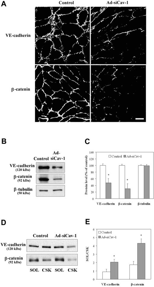 Figure 3. Ad-siCav-1 causes loss and redistribution of AJ-associated proteins. BMECs were exposed to Ad-siCav-1 or Ad-siLuc (control) at 500 ifu per cell for 96 hours and then subjected to analysis. (A) Immunofluorescent staining for occludin and ZO-1 showing reduced and fragmented staining patterns following Ad-siCav-1 exposure. Scale bar represents 50 μm. Western blotting (B) and corresponding quantification (C) showing loss of VE-cadherin and β-catenin in response to Ad-siCav-1. Western blotting (D) and corresponding quantification (E) revealing a significant shift in the association of both VE-cadherin and β-catenin from the cytoskeletal framework (CSK) to the soluble (SOL) fraction of BMECs (increased SOL/CSK ratio) as a result of Ad-siCav-1 treatment. Because equal amounts of total protein were analyzed in panel B, while equal aliquots (cellular equivalents) were analyzed in panel D, protein intensities between these 2 figures are not comparable. Blots are representative of 3 experiments. Data are presented as mean ± SE of all 3 experiments. *P < .01.