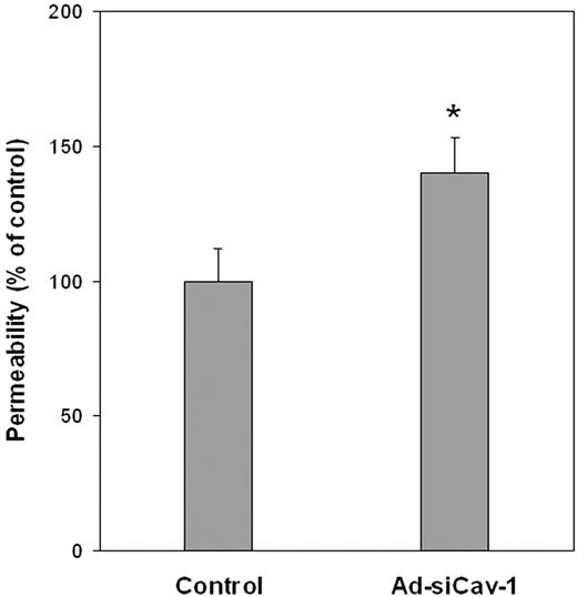 Figure 4. Ad-siCav-1 increases paracellular permeability of BMECs. Paracellular flux of fluorescein dextran (Mwr 40 000) was performed and permeability coefficient (PC) determined for control (Ad-siLuc–treated) and Ad-siCav-1–treated cells, as described in “Materials and methods.” The change in permeability stemming from Ad-siCav-1 treatment was determined as percent change in PC compared with control (PCcontrol, 1.01 × 10−4 cm/min; PCAd-siCav-1, 1.42 × 10−4 cm/min). The data are presented as mean ± SE and represent 3 independent experiments performed in triplicate. *P < .05.