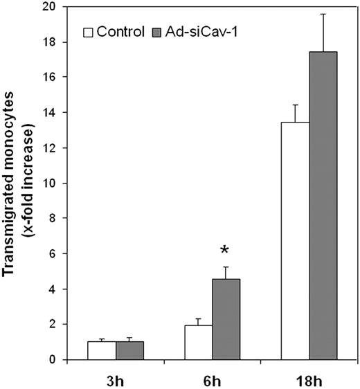 Figure 5. Ad-siCav-1 promotes CCL2-stimulated monocytic migration across BMECs. BMECs were transduced with Ad-siCav-1 or Ad-siLuc (control) and, after 96 hours of viral exposure, WEHI cells were added to the top Transwell chamber and CCL2 was (10 nM) applied to the lower chamber of all samples. At the indicated time points, transmigrated cells were collected from the lower chamber and quantified as detailed in “Materials and methods.” Relative transmigration was calculated as x-fold increase above 3 hours of control. The data are presented as mean ± SE and represent 3 independent experiments performed in triplicate. *P < .01 when compared with its respective control.