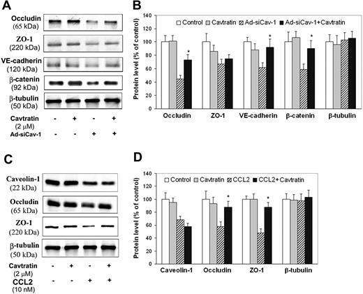 Figure 6. Cavtratin reverses effects of CCL2 and Ad-siCav-1 on TJ- and AJ-associated proteins. Western blotting (A) and corresponding quantification (B) for Ad-siCav-1 effects. BMECs were transduced with Ad-siCav-1 or Ad-siLuc (control) as in Figure 5. After 48 hours of viral exposure, 2 μM cavtratin was added to both the top and bottom Transwell chambers and cells wells cultured for an additional 48 hours. *P < .01 when compared with Ad-siCav-1–treated cells. Western blotting (C) and corresponding quantification (D) for CCL2 effects. BMECs were cultured to confluence, pretreated with 2 μM cavtratin for 2 hours, and then exposed to 10 nM CCL2 for 18 hours (both cavtratin and CCL2 were added to top and bottom Transwell chambers). *P < .01 when compared with cells treated with CCL2 only.