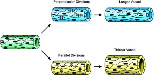 Figure 1. Regulated endothelial cell division orientation may affect vessel morphogenesis: a model. This model shows how endothelial cell divisions whose orientation is regulated relative to the long axis of the vessel could affect vessel shape. Endothelial divisions oriented perpendicular to the vessel long axis (blue vessel on top) would effectively lengthen the vessel, whereas divisions oriented parallel to the vessel long axis (yellow vessel on bottom) would effectively increase the vessel diameter. Microtubules and spindles are shown in red, and DNA/chromosomes are brown.
