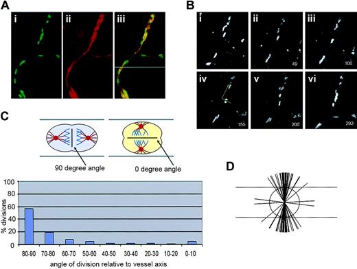 Figure 2. Endothelial cell divisions are oriented perpendicular to the vessel long axis in ES cell–derived vessels. Mouse ES cells (WT; Tg PECAM-H2B-GFP) differentiated to day 7 to 8 were imaged for several hours prior to fixation and staining for PECAM-1. (A) A confocal image showing H2B-GFP signal in green (i), the same field with PECAM-1 stain in red after fixation (ii), and the overlay of the 2 images (iii), showing the H2B-GFP signal and PECAM-1 stain in the same cells. (B) The top portion of the images in panel A, showing time lapse images from 0 minute (i) to 292 minutes (vi). Panel iv was used to calculate the angle of division relative to the vessel axis, according to the drawn yellow lines. The numbers in the lower right represent elapsed time in minutes. (C) Calculation of division angles relative to the vessel long axis. Top panel was colorized as in Figure 1, except the chromosomes are blue. The 90-degree division angle is perpendicular to the vessel long axis, and the 0-degree division angle is parallel to the vessel long axis; n = 125 divisions. (D) Representation of endothelial division angles, with the vessel long axis diagrammed by the long horizontal lines. Each shorter line represents 3 angle measurements that were close or equivalent to each other. For a video of panel B, see Video S1 (available on the Blood website; see the Supplemental Videos link at the top of the online article).
