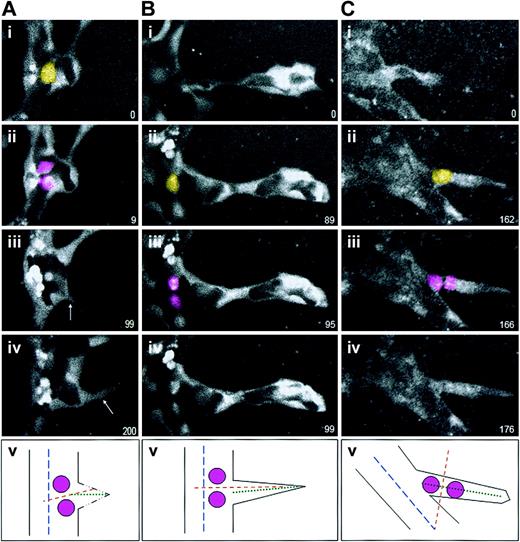 Figure 4. Endothelial cell divisions orient perpendicular to the nearest long axis. ES cell–derived vessels (WT; Tg PECAM-eGFP) were imaged for various lengths of time, and divisions in or around sprouts were scored for division orientation. In all series, the yellow cell is the scored endothelial cell just prior to division, the pink cells are the daughter cells, and the numbers in the lower right represent elapsed time in minutes. In all cases panel v diagrams the division that was scored, with the parent vessel long axis the broken blue line, the sprout long axis the dotted green line, and the division angle the broken orange line. (A) An endothelial division that occurred prior to nearby sprout formation. Although the sprout (arrows in panels iii and iv) migrated almost perpendicular to the vessel long axis, the division was oriented perpendicular to the parent vessel long axis (n = 2 of 2). (B) An endothelial division that occurred in the sprout field, at the base of a formed sprout but in the parent vessel. These divisions also oriented perpendicular to the parent vessel long axis (n = 6 of 6). (C) In contrast, an endothelial division that occurred within a formed sprout oriented perpendicular to the sprout vessel long axis (n = 5 of 5).