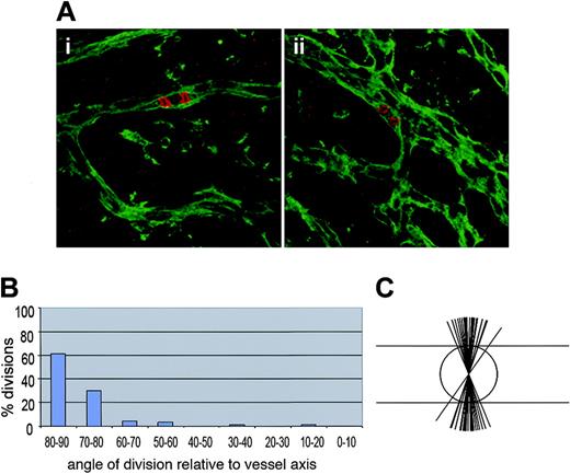 Figure 5. Endothelial cell divisions are oriented perpendicular to the vessel long axis in retinal vessels in vivo. Rat retinas were harvested on days P3 to P5 and processed for staining as described with Griffonia B4 isolectin (green) to visualize vessels and phosphohistone H3 (red) to visualize DNA in mitotic cells. (A) Several examples of divisions in retinal vessels that were scored for division angle. (B) Calculation of division angles relative to vessel long axis. Ninety degrees is perpendicular to the vessel long axis, and 0 degree is parallel to the vessel long axis; n = 86 divisions. (C) Representation of endothelial division angles, with the vessel long axis diagrammed by the long horizontal lines. Each shorter line represents 3 angle measurements that were close or equivalent to each other.