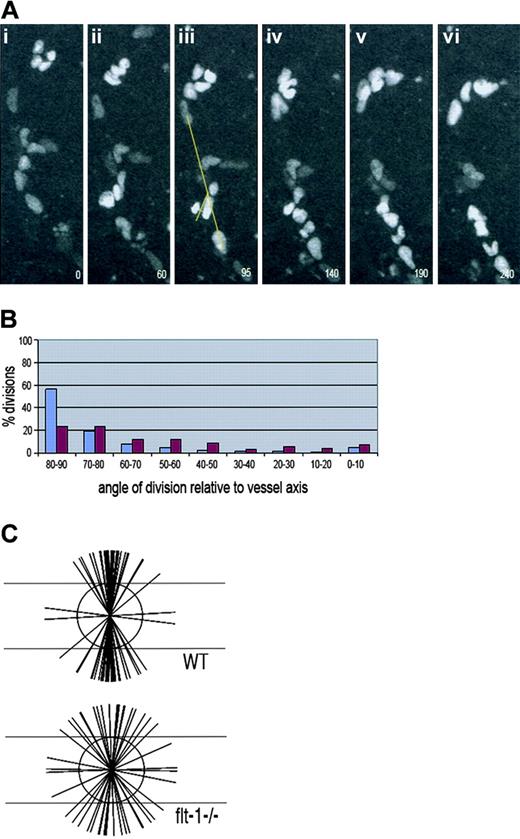 Figure 6. Endothelial cell divisions are randomly oriented flt-1−/− ES cell–derived vessels. Mouse ES cells (flt-1−/−; Tg PECAM-H2B-GFP) differentiated to day 7 to 8 were imaged for several hours prior to fixation and staining for PECAM-1. (A) Time lapse images of a representative movie from 0 minute (i) to 240 minutes (vi), showing the H2B signal in vessels. Panel iii was used to calculate the angle of division relative to the vessel axis, according to the drawn yellow lines. The numbers in the lower right represent elapsed time in minutes. (B) Calculation of division angles relative to the vessel long axis. WT endothelial division angles are shown in blue, and flt-1−/− endothelial division angles are shown in purple. Ninety degrees is perpendicular to the vessel long axis, and 0 degree is parallel to the vessel long axis; n = 125 divisions for WT vessels (same data as shown in Figure 2) and n = 93 divisions for flt-1−/− vessels. (C) Representation of endothelial division angles, with the vessel long axis diagrammed by the long horizontal lines. Each shorter line represents 3 angle measurements that were close or equivalent to each other. For the video of panel A, see Video S2.