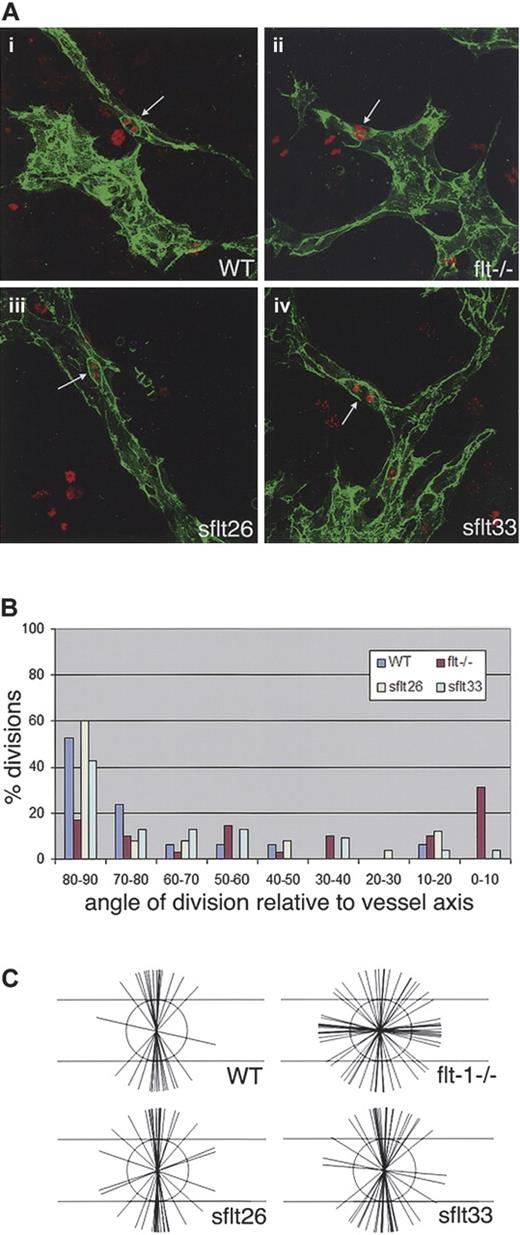 Figure 7. Randomized endothelial division orientation is rescued by a sflt-1 transgene that rescues flt-1−/− vessel dysmorphogenesis. ES cell–derived vessels were wild-type (WT), flt-1−/−, or flt-1−/− with a sflt-1 transgene (flt-1−/−;Tg PECAM sflt-1#26, indicated as sflt26; or flt-1−/−;Tg PECAM sflt-1#33, as sflt33). Cultures were differentiated to day 8, fixed, and stained for PECAM-1 (green) and phosphohistone H3 (red). (A) Representative vessels of the indicated genotypes, with white arrows pointing to endothelial divisions that were scored. (B) Graphic representation of division angles from the different genetic backgrounds. Ninety degrees is perpendicular to the vessel long axis, and 0 degree is parallel to the vessel long axis. WT is blue (n = 19), flt-1−/− is purple (n = 29), sflt26 is yellow (n = 25), and sflt33 is light green (n = 23). (C) Representation of endothelial division angles, with the vessel long axis diagrammed by the long horizontal lines. Each shorter line represents a single angle measurement.