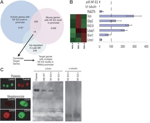 Figure 4. Identification of candidate NF-E2 transcriptional targets. (A) Outline of the computational approach to identify targets of NF-E2 regulation among transcripts that are significantly enriched in mature MKs. Eighteen genes carried NF-E2 binding sites in their promoters and 6 of these promoters contain 2 or more NF-E2 motifs. (B) Candidate NF-E2 target genes. Microarray results of MK expression are shown on the left (high expression, red; low levels, green) and results of qRT-PCR in p45 NF-E2−/− MKs on the right. For each gene, expression in p45 NF-E2+/− MKs is set to 100% (vertical dashed line) and relative mRNA levels in NF-E2–null MKs are represented in the bar graph. Lims1 mRNA is reduced to levels comparable to those of known NF-E2–dependent genes, Rab27b and β1 tubulin. (C) LIMS1 protein is highly expressed in MKs and blood platelets and levels are reduced in the absence of NF-E2. A representative mature (CD41hi) MK is shown stained for LIMS1. Immunoblot analysis also reveals LIMS1 expression in platelets and MKs, with significantly reduced amounts in p45 NF-E2−/− MKs compared with wild-type (WT) or heterozygous cells. Lanes to the far right represent the loading control (α-tubulin) for heterozygous and nullizygous mutant MKs, respectively. Error bars in (B) represent standard deviation. Images in (C) were captured as described in “Materials and Methods.”