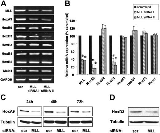 Figure 2. The histone methyltransferase MLL specifically regulates HoxA9 and HoxD3 expression. (A-B) HUVECs were transfected with 2 different siRNAs against MLL (I and II) or scrambled oligonucleotides. (A) RT-PCR analysis of MLL and Hox mRNA expression. Representative gels are shown. GAPDH is shown as loading control. (B) Quantitative analysis of MLL and Hox gene expression using real-time PCR. Data are shown as percent scrambled and mean ± SEM. *P < .01 versus scrambled, #P < .05 versus scrambled, n = 3. (C-D) HUVECs were transfected with siRNA against MLL or scrambled oligonucleotides. (C) Western blot analysis of HoxA9 expression. Samples were taken at several time points following siRNA transfection as indicated. Tubulin is shown as loading control. (D) Western blot analysis of HoxD3 expression. Tubulin is shown as loading control.