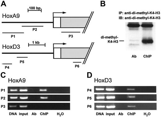 Figure 3. Histone H3 lysine K4 methylation is present at the HoxA9 and HoxD3 genes. (A-D) ChIP was performed in HUVEC lysates using an antibody directed against di-methylated histone H3 lysine K4. (A) Overview of primer pairs (P1-P3 for HoxA9 and P4-P6 for HoxD3) amplifying the indicated promoter or exon regions within the HoxA9 and HoxD3 genes. (B) Western blot analysis was performed to confirm the immunoprecipitation against di-methylated histone H3 lysine K4. (C-D) Representative PCR with primers detecting the indicated promoter or exon regions of the HoxA9 or HoxD3 genes are shown, n = 3. Ab indicates antibody control.