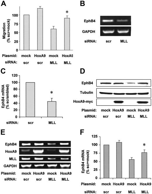 Figure 4. HoxA9 specifically rescues endothelial-cell migration and EphB4 expression. (A) HUVECs were transfected with siRNA against MLL or scrambled (scr) oligonucleotides and empty vector or HoxA9 wild-type plasmid. HUVEC migration was analyzed using the scratched wound assay. Data are shown as percent scrambled + mock and mean ± SEM. *P < .05 versus mock + MLL siRNA, n = 4. (B) RT-PCR analysis of EphB4 mRNA expression following MLL siRNA or scrambled oligonucleotide transfection. A representative gel is shown. (C) Expression is given as percent scrambled. Data are mean ± SEM. *P < .05, n = 3. (D-F) HUVECs were transfected with scrambled or MLL siRNA oligonucleotides and empty vector or HoxA9 wild-type plasmid. (D) Western blot analysis was performed to investigate EphB4 protein expression. Tubulin is shown as loading control. (E) RT-PCR analysis of EphB4 mRNA expression. A representative gel is shown. GAPDH serves as loading control. (F) Semiquantitative analysis of EphB4 mRNA expression. Data are shown as percent scrambled + mock and mean ± SEM, *P < .05 versus mock + MLL siRNA, n = 6.