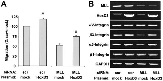 Figure 5. Effect of HoxD3 on endothelial-cell migration and integrin expression. (A-B) HUVECs were transfected with scrambled or MLL siRNA oligonucleotides and empty vector or HoxD3 wild-type plasmid. (A) HUVEC migration was analyzed using the scratched wound assay. Data are shown as percent scrambled + mock and mean ± SEM. *P < .05 versus mock + scrambled siRNA, #P < .05 versus mock + MLL siRNA, n = 3. (B) RT-PCR analysis of MLL, HoxD3, and integrin mRNA expression. GAPDH serves as loading control.