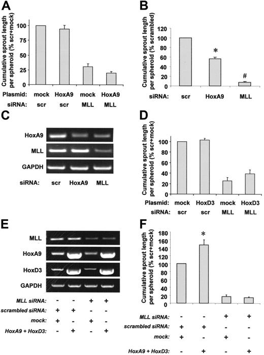 Figure 6. Role of HoxA9 and HoxD3 for MLL-dependent endothelial-cell sprouting. (A) HUVECs were transfected with scrambled or MLL siRNA oligonucleotides and empty vector or HoxA9 wild-type plasmid. Endothelial sprouting was assessed using the spheroid assay. Data are shown as percent scrambled + mock and mean ± SEM. (B-C) HUVECs were transfected with scrambled, HoxA9, or MLL siRNA oligonucleotides. (B) A spheroid assay was performed to investigate endothelial sprouting. Data are shown as percent scrambled and mean ± SEM. *P < .05 versus scrambled; #P < .05 versus scrambled and HoxA9 siRNA, n = 3. (C) RT-PCR analysis of HoxA9 and MLL expression. A representative gel is shown. GAPDH serves as loading control. (D) HUVECs were transfected with scrambled or MLL siRNA oligonucleotides and empty vector or HoxD3 wild-type plasmid. Endothelial sprouting was assessed using the spheroid assay. Data are shown as percent scrambled + mock and mean ± SEM, n = 4. (E-F) HUVECs were transfected with scrambled or MLL siRNA oligonucleotides and empty vector or HoxA9 wild-type + HoxD3 wild-type plasmids. (E) RT-PCR analysis of MLL and Hox expression. GAPDH serves as loading control. (F) A spheroid assay was performed to analyze the effect of simultaneous HoxA9 and HoxD3 overexpression on sprouting capacity. Data are shown as percent scrambled + mock and mean ± SEM. *P < .05 versus scrambled + mock, n = 4.