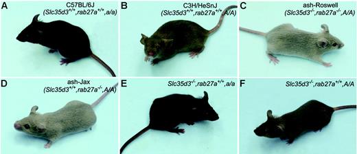 Figure 1. Effects of the Slc35d3, Rab27a, and agouti (A) genes on pigmentation. Control C57BL/6J (A) and C3H/HeSnJ (B) mice display typical nonagouti (a) and agouti (A) pigmentation, respectively. The ash-Roswell (C) and ash-Jax (D) mutants, which arose on the C3H/HeSnJ inbred line, are hypopigmented because of the homozygous Rab27a (ashen) mutation. The Slc35d3 mutation does not affect coat or eye color when transferred in homozygous form to the C57BL/6J (E) or C3H/HeSnJ (F) backgrounds.