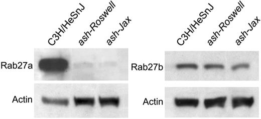 Figure 2. Expression of Rab27a and Rab27b proteins in platelets of ash-Roswell and ash-Jax mutants. Platelet protein (30 μg) was electrophoresed and immunoblotted with the indicated antibodies. β-Actin served as loading control. The vertical dotted lines indicate that empty spacer gel lanes were removed during the digital composition of this figure.