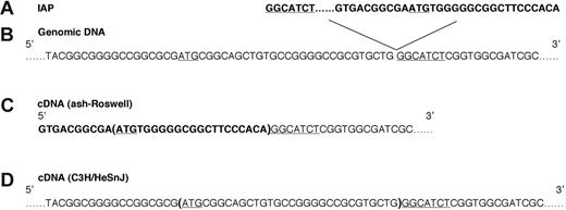 Figure 4. Genomic and transcript structures of Slc35d3 in ash-Roswell and C3H/HeSnJ. Insertion of an IAP element (A) into exon 1 of the Slc35d3 gene (B) alters the 5′ terminal sequence of the Slc35d3 cDNA (C) to introduce a new IAP-derived ATG start site (bold and underlined in panel C) in the ash-Roswell mutant. This results in substitution of 21 new in-frame coding nucleotides (parentheses in panel C) for the 30 coding nucleotides (parentheses in D) found in control C3H DNA. The predicted result is the substitution of 7 new N-terminal amino acids in mutant Slc35d3 (see Figure 3E). IAP-derived sequences are in bold. A 7-bp duplication of endogenous gene sequences (GGCATCT), which is typical of IAP transpositions, is underlined. ATG start signals derived from the IAP and from the Slc35d3 gene are underlined. An additional 420 nucleotides at the 5′ end of the C3H/HeSnJ wild-type Slc35d3 cDNA are not listed.