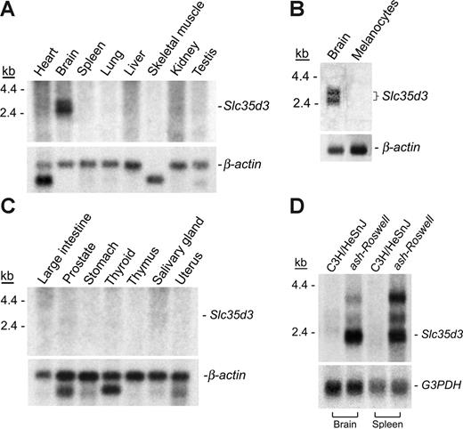 Figure 5. Relative expression of Slc35d3 in control and mutant tissues. (A-B) Multiple tissue Northern blots (Clontech) were treated with a 303-bp cDNA probe derived from nucleotides 1281 to 1583 of Slc35d3 cDNA together with a β-actin probe (below) as a loading control. Poly(A)–RNA was isolated from Melan-A melanocytes and C3H/HeSnJ brain for Northern blotting (C). Brain and spleen poly(A)-RNA blots (4 μg/lane) (D) were probed with the above Slc35d3 probe and a G3PDH probe (below). The apparent decreased expression of the 2.6-kb mRNA in control C3H brain tissue in this experiment compared with that of control brain tissue in panel C is due to the greatly decreased time (8 hours compared with 4 days) of exposure of this blot to film.