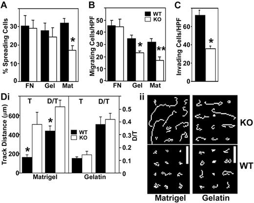 Figure 4. CD151 affects endothelial cell spreading, chemotaxis, invasion, and random migration. (A) To assess spreading, MLECs were seeded onto plates coated with fibronectin, gelatin, or Matrigel. After 30 minutes, spread cells were counted in 3 high-power fields in duplicate wells (*P < .01). Data are representative of 3 independent experiments with similar results. (B) For chemotactic migration, MLECs (7 × 104 cells in 200 μL DMEM; 5% FCS) were plated in upper Transwell chambers, coated with fibronectin, gelatin, or Matrigel (thin layer). Bottom chambers contained 600 μL DMEM, 5% FCS, and 20 ng/mL bFGF. Cells migrating through the filter were counted (*P < .05; **P < .01). (C) To assess invasion, cells were counted after migrating for 6 hours through a Matrigel-coated Transwell (n = 3; *P < .005). (Di) To measure random migration, cells were plated on coverslips coated with Matrigel or gelatin. (ii) Cell movements were recorded by time-lapse video microscopy every minute for 30 minutes and quantified using Scion Image tools (n = 12). Top panels show randomly selected individual migration tracks copied and combined (bars = 100 μm). Bottom panels show “T” and “D/T” where T is total distance migrated and D is distance between starting and ending point (*P < .05). High D/T ratios (approaching 1.0) indicate directional persistence.32 Data are representative of 3 independent experiments with similar results.