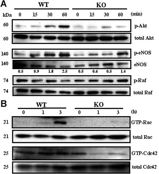 Figure 6. Adhesion-dependent MLEC signaling. (A) Serum-starved MLECs were detached, suspended for 1 hour, and plated on Matrigel-coated plates for the indicated times. Equal amounts of lysate were probed with antibodies to activated Akt (p-Akt), activated Raf (p-Raf), and activated eNOS (p-eNOS). Numbers represent p-eNOS (from densitometry) normalized for eNOS amounts. (B) Serum-starved MLECs were plated on Matrigel and analyzed for Rac and Cdc42 activation at the indicated times. Western blots in this figure are each representative of 3 experiments with different cell preparations.