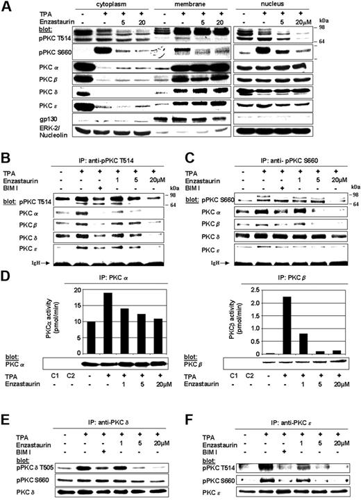 Figure 1. Enzastaurin specifically inhibits TPA-triggered phosphorylation and activation of PKC isoforms. (A) Enzastaurin inhibits TPA-induced phosphorylation of homologous PKC residues, but not PKC subcellular relocalization. Prior to TPA stimulation (200 nM, 20 minutes), MM.1S cells were treated with indicated concentrations of enzastaurin (3 hours) or left untreated. Immunoblots of cytosolic, membrane, and nuclear fractions were probed with indicated antibodies. The presence of gp130 in the membrane fraction and its absence in the cytosolic and nuclear fraction, as well as the presence of ERK-2 in the cytosolic and nucleolin in the nuclear fraction, served as controls for the purity of subcellular fractionation. (B-C) Enzastaurin specifically inhibits homologous Thr-514 and Ser-660 residue phosphorylation of PKC isoforms. MM.1S cells were treated with indicated concentrations of enzastaurin (3 hours), bisindolylmaleimide (BIM I, 2 μM), or left untreated. After stimulation with TPA (200 nM, 20 minutes), equal amounts of whole-cell lysates were immunoprecipitated with pPKC antibodies directed against the catalytic Thr-514 (B) or the regulatory Ser-660 (C) residue, and then immunoblotted with the indicated antibodies. IgH indicates immunoglobulin heavy chain. (d) Enzastaurin specifically inhibits conventional PKC isoform kinase activity. PKC isoform activity was determined using PKC immunoprecipitation kinase assays, as described in “Materials and methods.” (E-F) Enzastaurin specifically inhibits novel PKC isoform kinase activity. After stimulation with TPA (200 nM, 20 minutes), equal amounts of whole-cell lysates were immunoprecipitated with PKCδ (E) or PKCϵ (F) antibodies and immunoblotted with indicated antibodies. IP indicates immunoprecipitation; C1 (control 1), immunoprecipitation with protein A-Sepharose, lysis buffer, and specific antibody only; C2 (control 2), immunoprecipitation with protein A-Sepharose, whole-cell lysates, and preimmune rabbit serum.