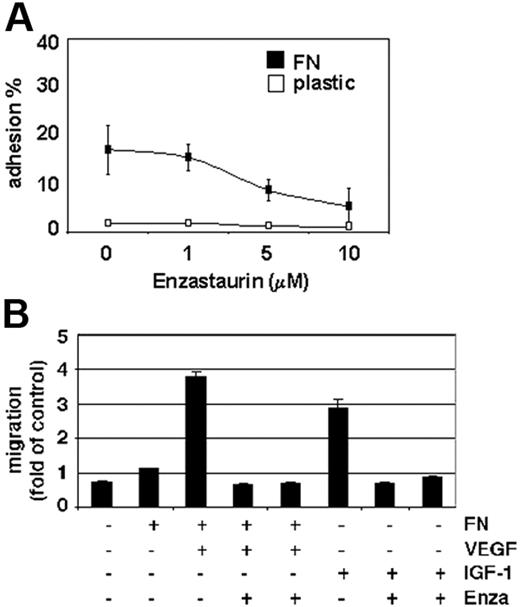 Figure 5. Enzastaurin inhibits MM-cell adhesion to fibronectin as well as VEGF- and IGF-1–triggered MM-cell migration. (A) Enzastaurin decreases MM-cell adhesion to fibronectin. Spontaneous adherence of enzastaurin-treated and untreated MM cells to fibronectin (20 μg/mL) was measured using calcein-AM. The results are representative of 3 independent experiments performed in quadruplicate. (B) Enzastaurin abrogates VEGF- and IGF-1–triggered MM-cell migration. Growth factor–deprived enzastaurin-treated or untreated MM.1S cells were plated on either a fibronectin-coated or noncoated membrane (8 μm pore size) in a Boyden modified chamber and stimulated with VEGF or IGF-1, respectively. Cells in the lower chamber were counted with a Coulter counter ZBII. The results shown are representative of 3 independent experiments.