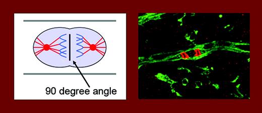 Endothelial-cell divisions are oriented at a 90° angle to the vessel long axis. The left panel is a schematic drawing. On the right, endothelial cells in stem-cell cultures are stained green (using isolectin) and DNA in mitotic cells is stained red (using phosphohistone 3). See the complete figures in the article beginning on page 1345.