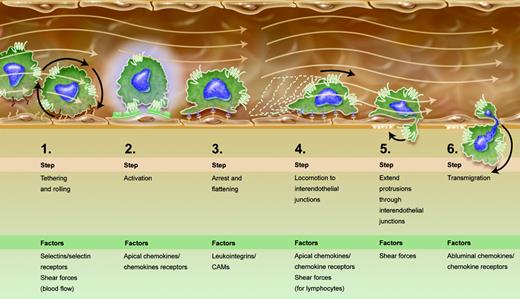The enriched multistep paradigm for leukocyte extravasation. Progressive stages of leukocyte-endothelial interaction lead to diapedesis. Given new findings by Schreiber et al and other recent publications,4,5 steps 4 and 5 were added to the canonical paradigm.1 Apical and abluminal chemokines are shown to exert distinct functions. Shear forces of flowing blood are integrated into the scheme as promoting certain stages of the process, rather than being sheerly disruptive. Illustration by A. Y. Chen.