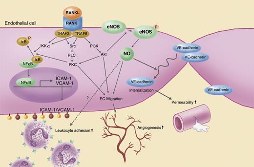 Vascular effects of RANKL and its downstream signaling pathways in endothelial cells. Illustration by Marie Dauenheimer.