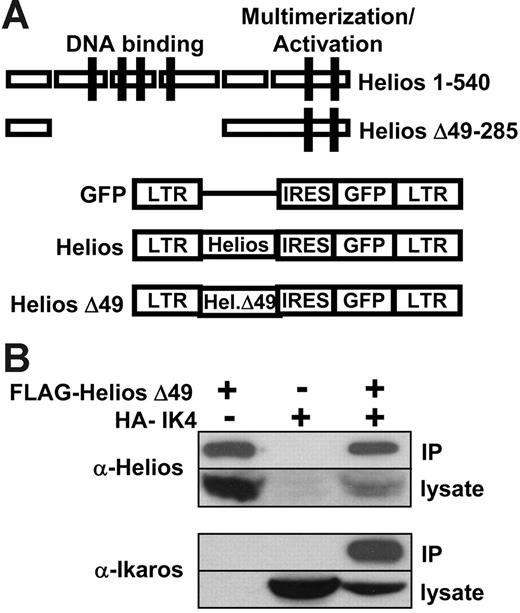 Figure 1. Full-length and mutant Helios constructs in MSCV-IRES-GFP retroviral vector. (A) Schematic representation of MSCV-IRES-GFP and 2 Helios constructs. Zinc-finger domains comprising the DNA-binding and multimerization domains of Helios are indicated by the solid boxes. The Helios Δ49-285 variant contained a C-terminal FLAG tag. LTR indicates long terminal repeat; IRES, internal ribosomal entry site; GFP, green fluorescent protein. (B) Coimmunoprecipitation of FLAG-Helios Δ49-285 with HA-IK4. An anti-FLAG monoclonal antibody was used to immunoprecipitate FLAG-Helios Δ49-285 from BOSC23 cell lysates that were transiently transfected with the indicated retroviral constructs. The presence of Helios or Ikaros in the immune complexes was detected by Western blot using anti-Helios or anti-Ikaros polyclonal antibodies.