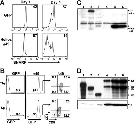 Figure 6. Enhanced in vitro T-cell proliferation and aggressive T-cell expansion on secondary transfer of Δ49-285-expressing splenocytes. (A) Splenocytes from GFP control or Δ49-285–expressing animals were labeled with the lipophilic dye, SNARF-1, prior to costimulation with anti-CD3 and anti-CD28 treatment. The mean fluorescence intensity (MFI) of SNARF-1 is indicated following 1 and 4 days of culture after in vitro stimulation. All plots shown were first gated on GFP+CD8+ cells. Experiments were done using cells isolated from 3 independent GFP control and 3 nonsick Helios Δ49-285 animals at 4 months after transplantation. (B) Representative FACS analysis of the thymus (Thy) and spleen (Sp) at 4 to 5 weeks after transplantation of 2 × 106 splenocytes from primary GFP control (n = 2) or moribund Δ49-285 mice (n = 2) into 5 nonirradiated, congenic secondary recipient animals per primary animal. (C-D) Western blot analysis of Helios (C) and Ikaros (D) expression in 2 × 106 GFP+ thymocytes purified from 1 GFP control (lane 4) and 2 moribund Δ49-285 Helios animals (lanes 5 and 6). After probing with Helios or Ikaros, blots were stripped and reprobed with a monoclonal antibody to β-actin (β). Lanes 1 to 3 show extracts from BOSC23 cells transfected with retroviral vectors expressing the GFP parent (C: lane 1), full-length Helios (C: lane 2), Helios Δ49-285 (C: lane 3), IK2 (D: lane 1), IK4 (D: lane 2), and IK6 (D: lane 3) as controls.